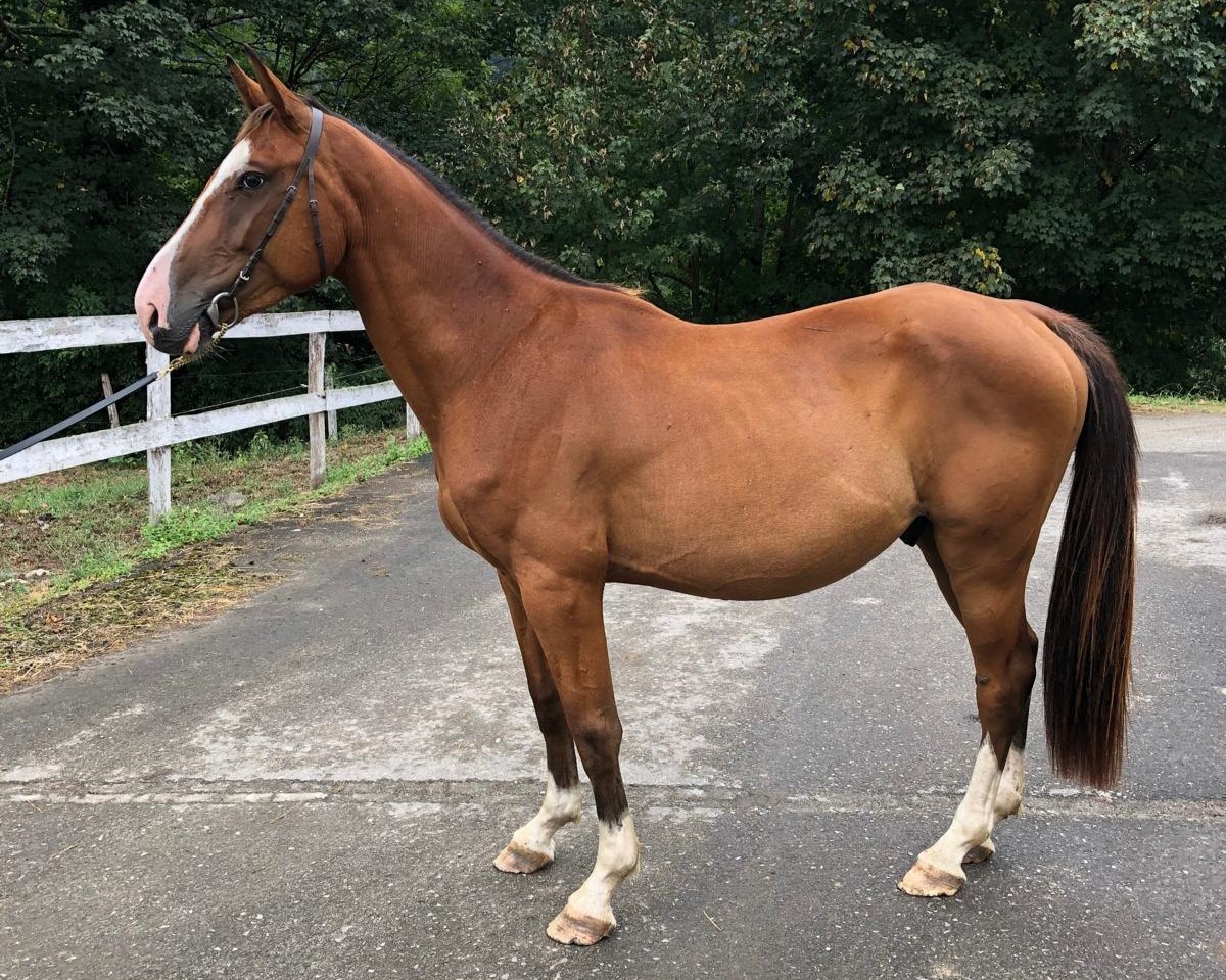 horse